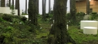 MARSHALLS  forest detail