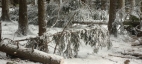 GILLETTE 2013 winter in summer forest
